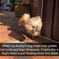 funny dog 5