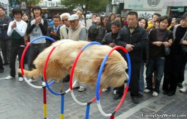 Jumping Through Hoops