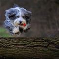Jumping