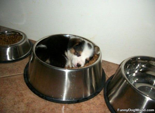Just A Bowl Of Puppy