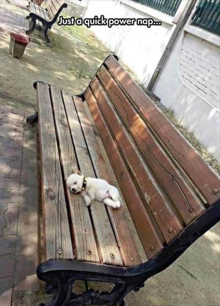 Just_A_Quick_Power_Nap Just A Quick Power Nap