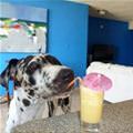 funny dog 3