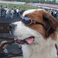 funny dog 3