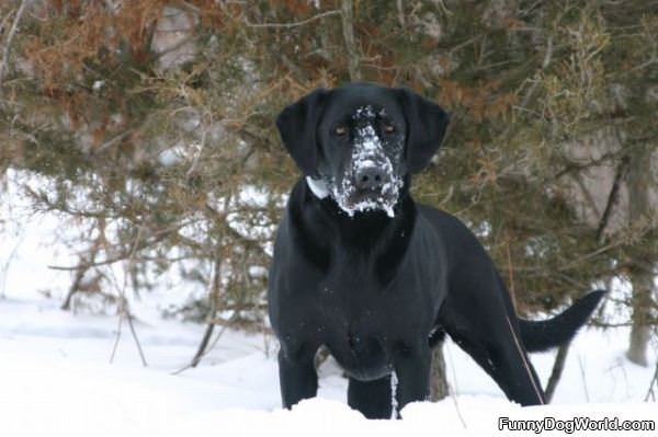 Just Eating Some Snow