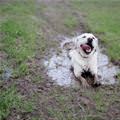 funny dog 4