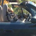Just Going For A Ride Today