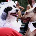 funny dog 2