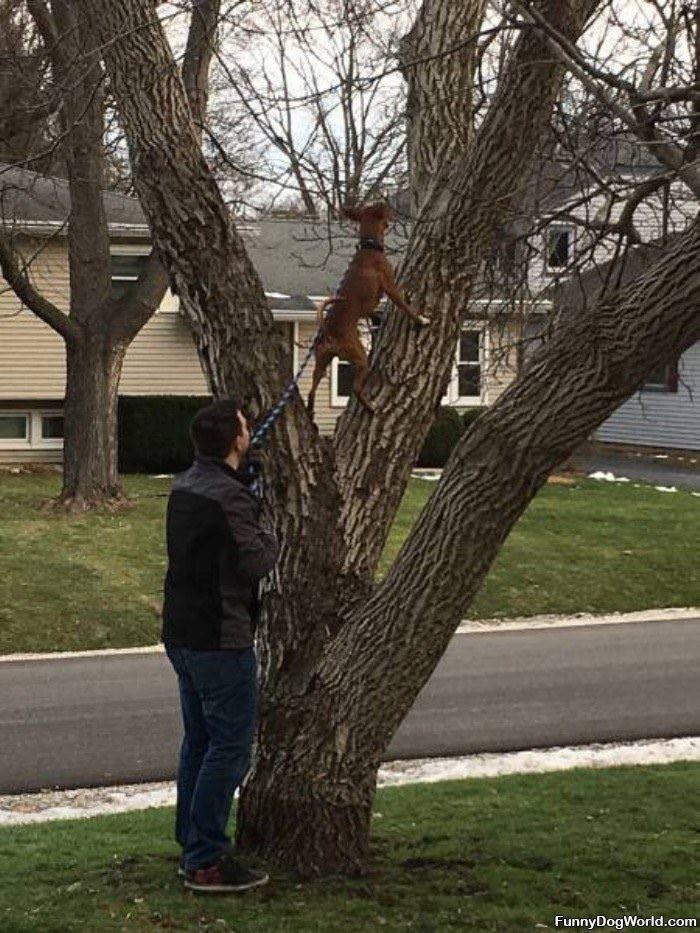 Just My Daily Tree Climb