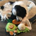funny dog 4