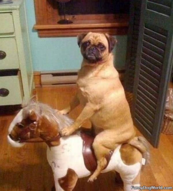 Just Taking A Horse Ride