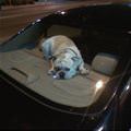 funny dog 5