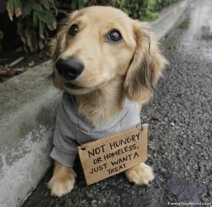 Just_Want_A_Treat Just Want A Treat