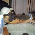 funny dog 4