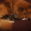 Keeping My Buddy Warm