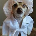 funny dog 5