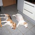 Kitchen Sleep
