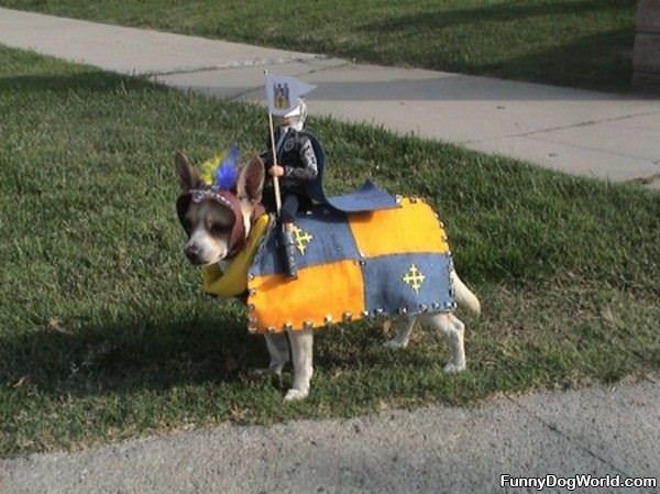 Knight Dog