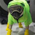 funny dog 3