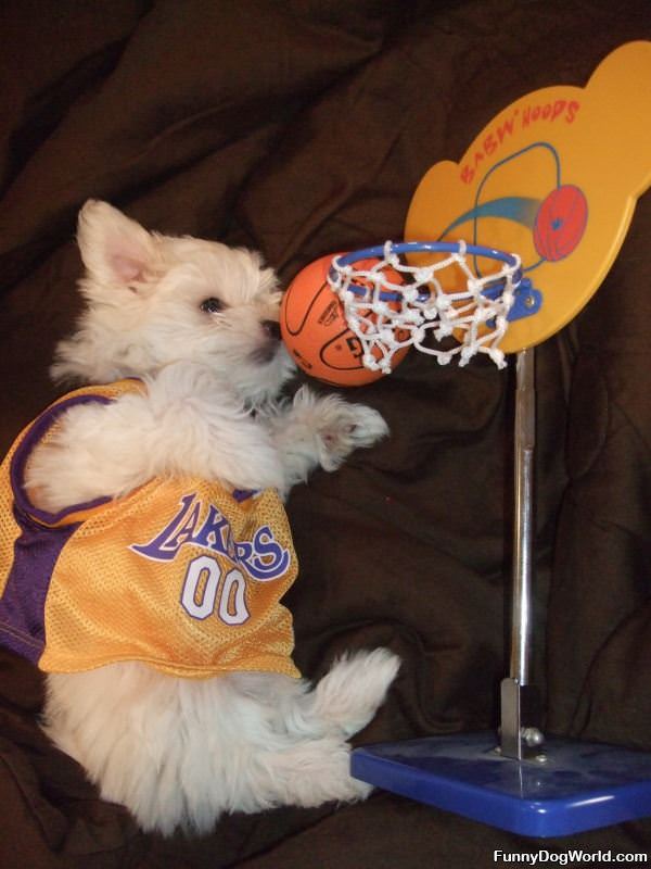 Lakers Fan