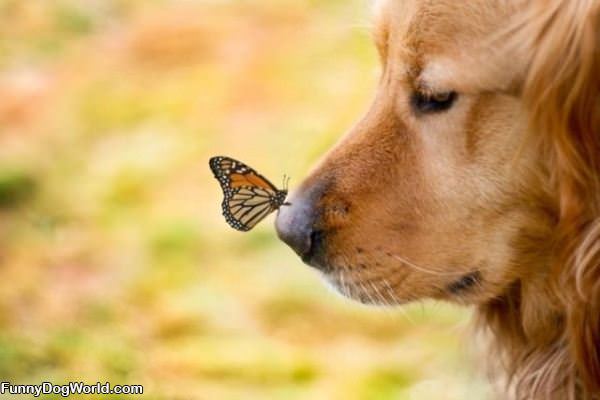 Landed On My Nose