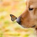 funny dog 2