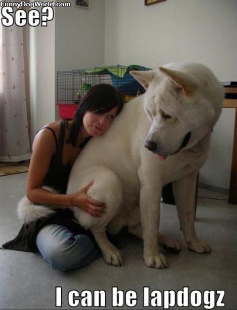 Lap_Dog Lap Dog