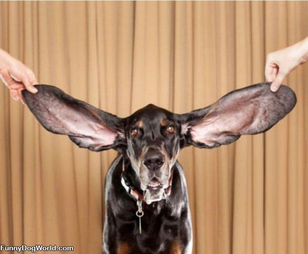 Large Floppy Ears