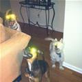 Laser Dogs