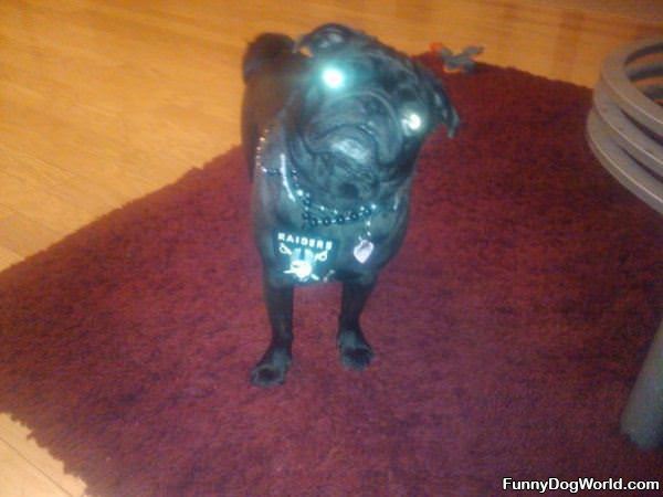 Laser Eyes Pug