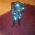 Laser Eyes Pug