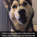 funny dog 4