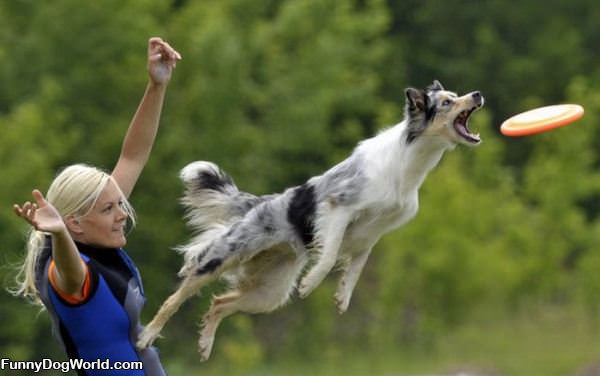 Launching For Frisbee