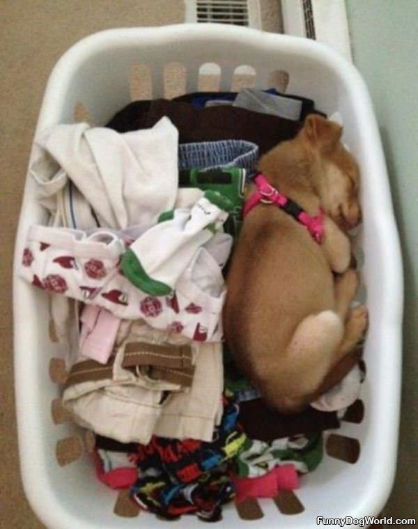 Laundry Day