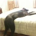 funny dog 1