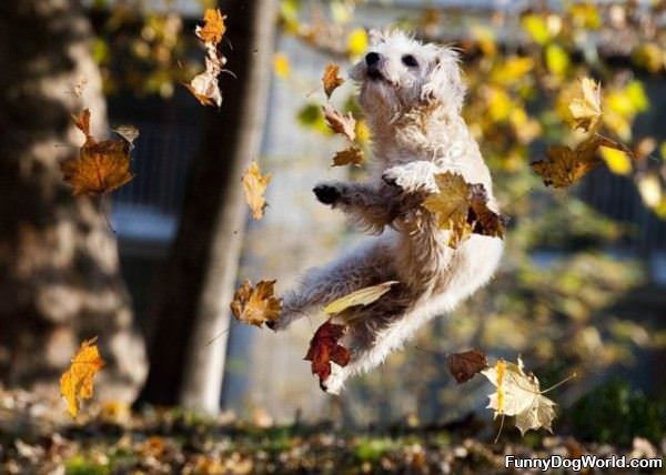 Leaf Dog