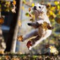 Leaf Dog