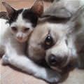 funny dog 5