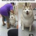 Left Dog At Grandmas