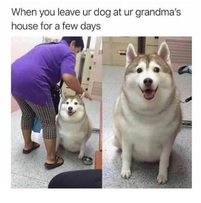 Left The Dog At Grandmas