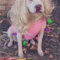funny dog 2