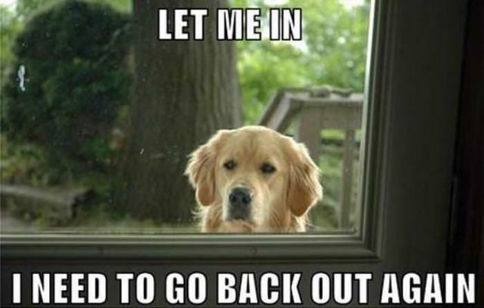 Let Me Back In