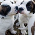 funny dog 3