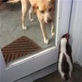 funny dog 5