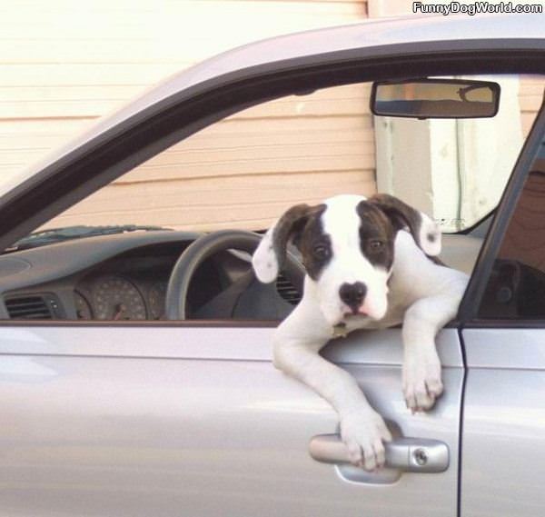 Let Me Out Of The Car