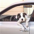 funny dog 1