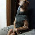 funny dog 2