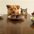 funny dog 5