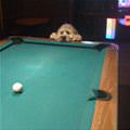 funny dog 4