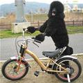 funny dog 1