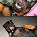 funny dog 4